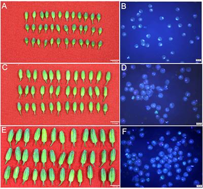 Small RNA Sequencing Reveals Differential miRNA Expression in the Early Development of <mark class="highlighted">Broccoli</mark> (Brassica oleracea var. italica) Pollen